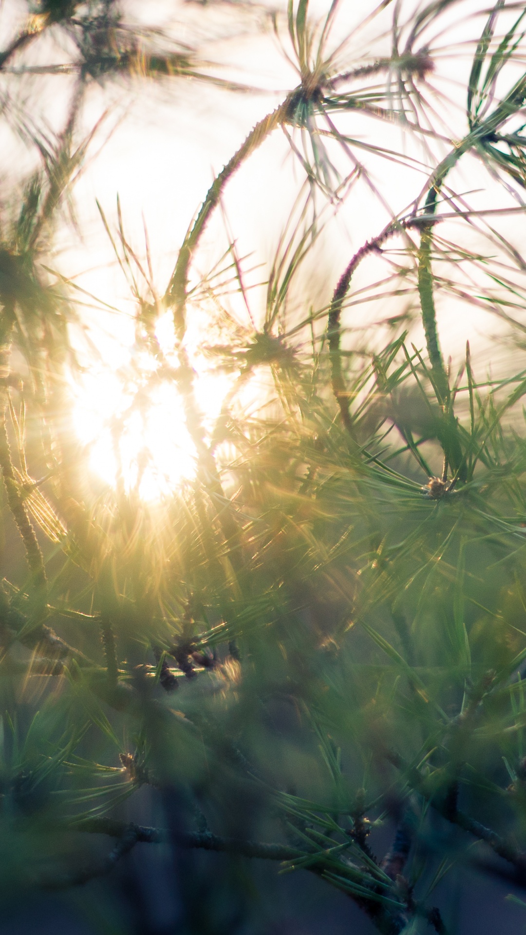 Green Grass During Golden Hour. Wallpaper in 1080x1920 Resolution