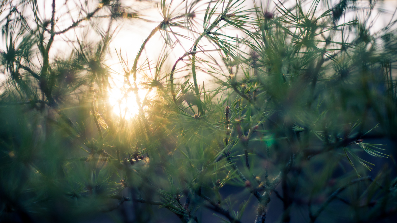 Green Grass During Golden Hour. Wallpaper in 1280x720 Resolution