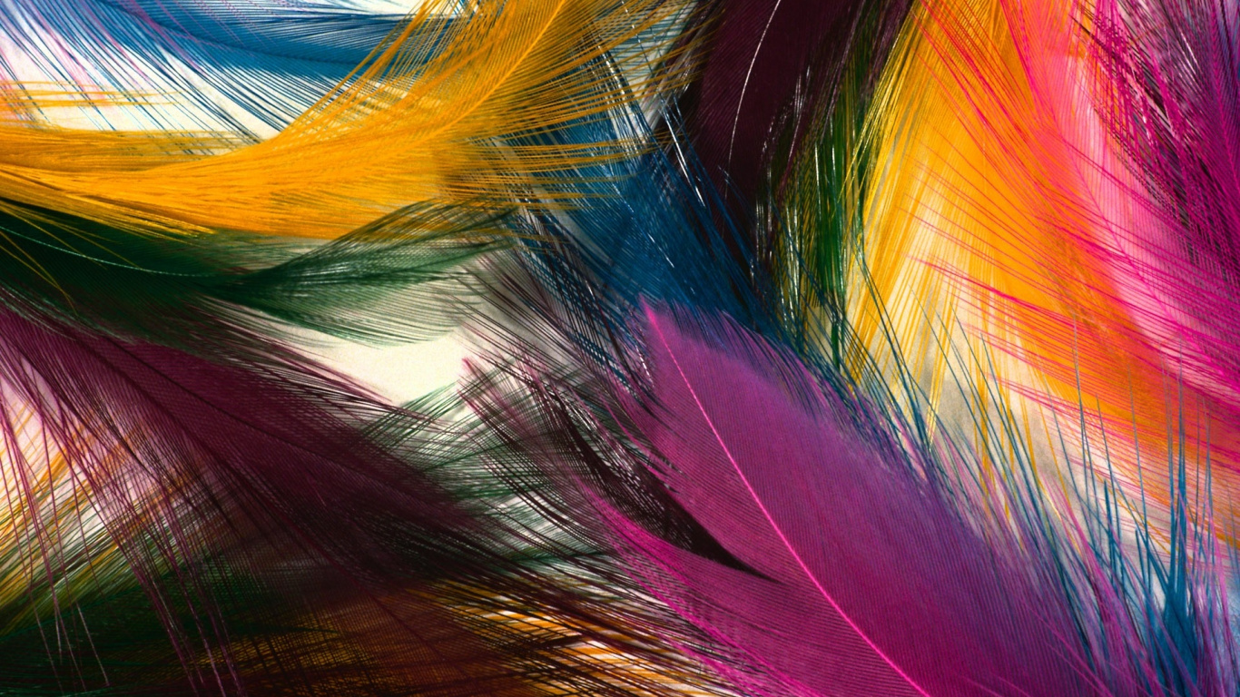 Red Blue and White Feather. Wallpaper in 1366x768 Resolution