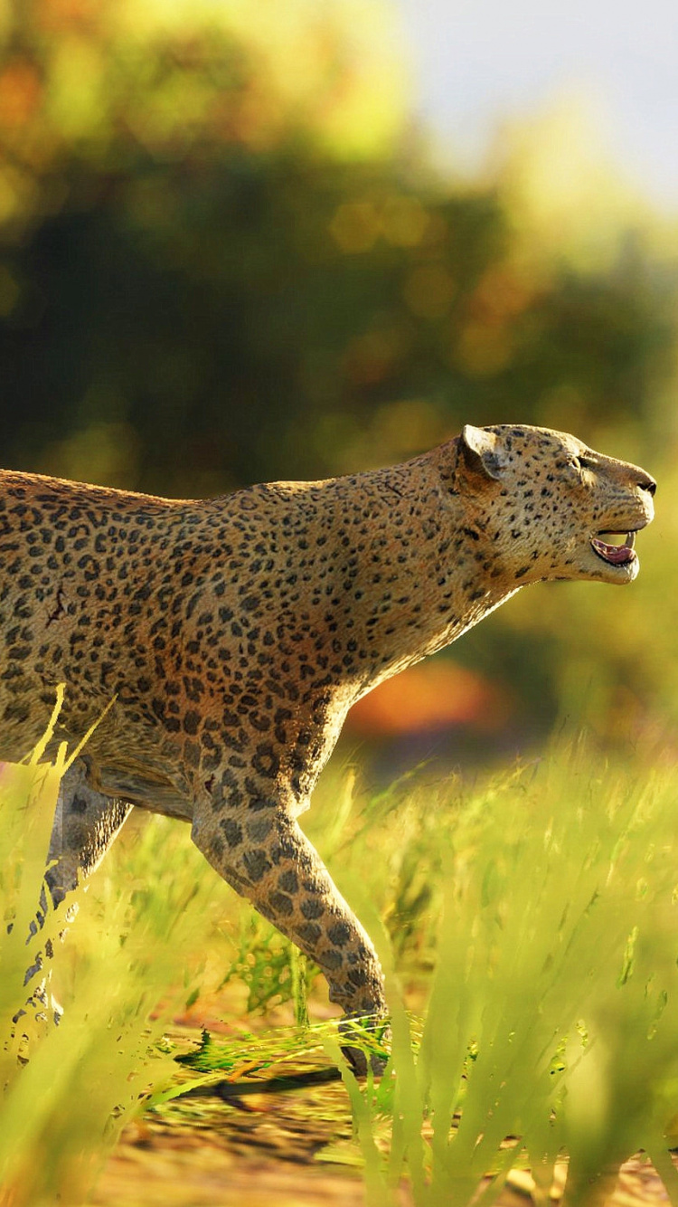 Brauner Und Schwarzer Gepard, Der Tagsüber Auf Grünem Gras Läuft. Wallpaper in 750x1334 Resolution