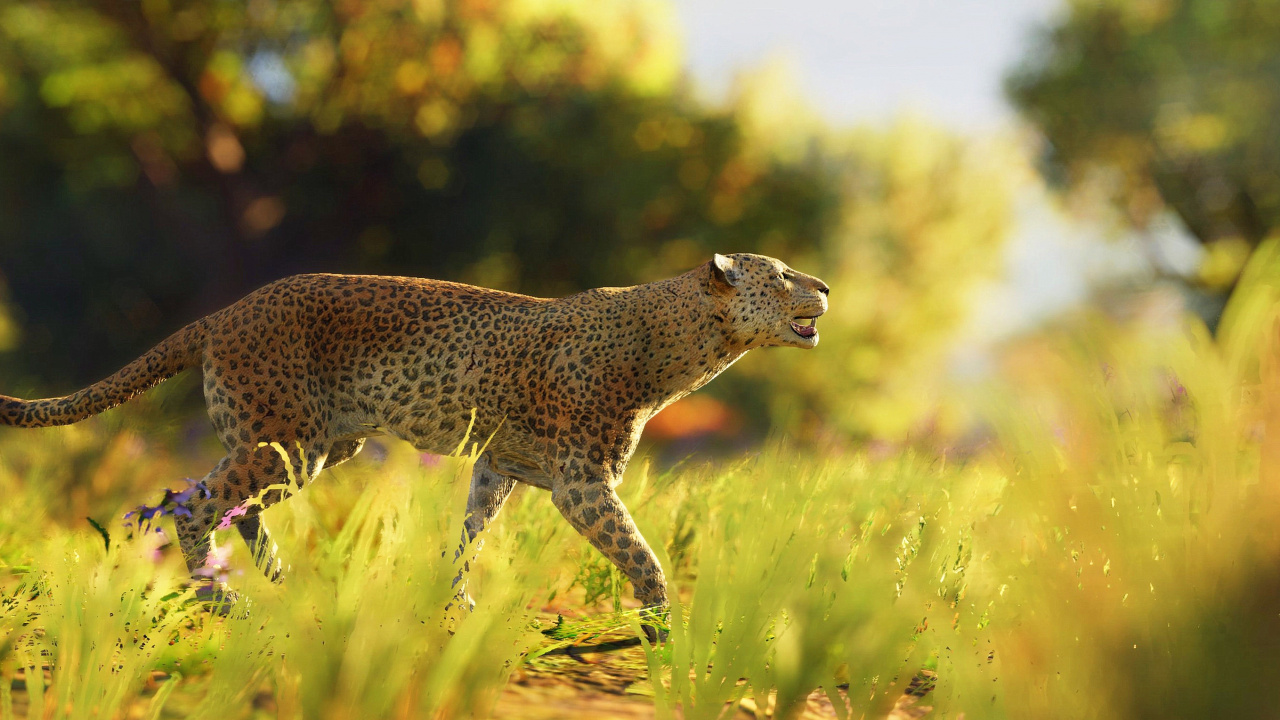 Brown and Black Cheetah Walking on Green Grass During Daytime. Wallpaper in 1280x720 Resolution