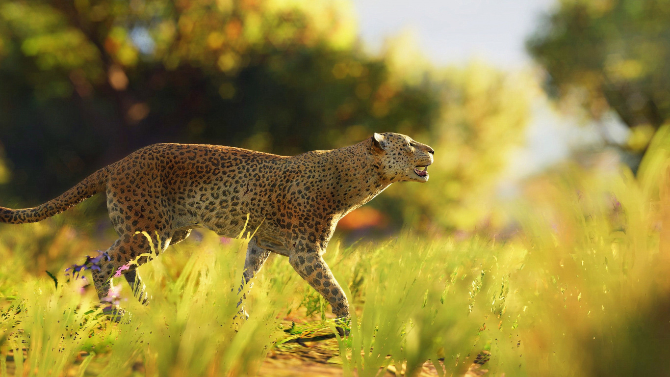 Brown and Black Cheetah Walking on Green Grass During Daytime. Wallpaper in 1366x768 Resolution