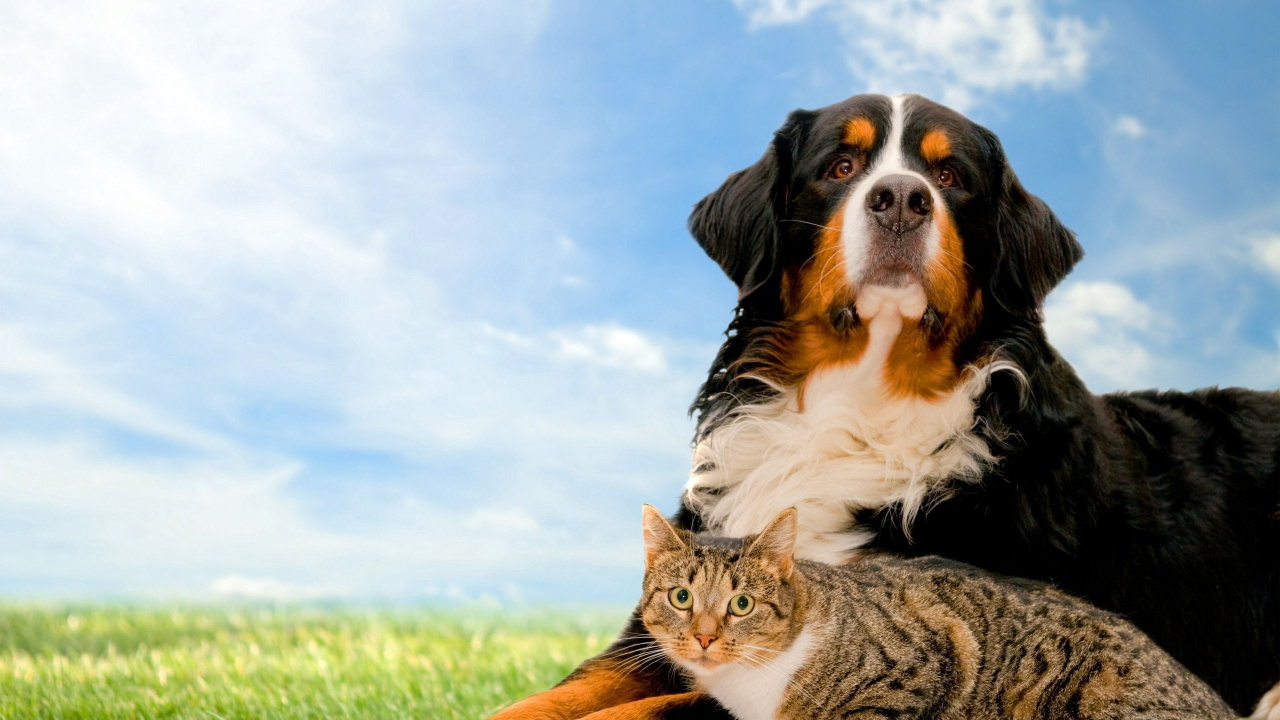 Brown White and Black Long Coated Dog Lying on Green Grass Field During Daytime. Wallpaper in 1280x720 Resolution