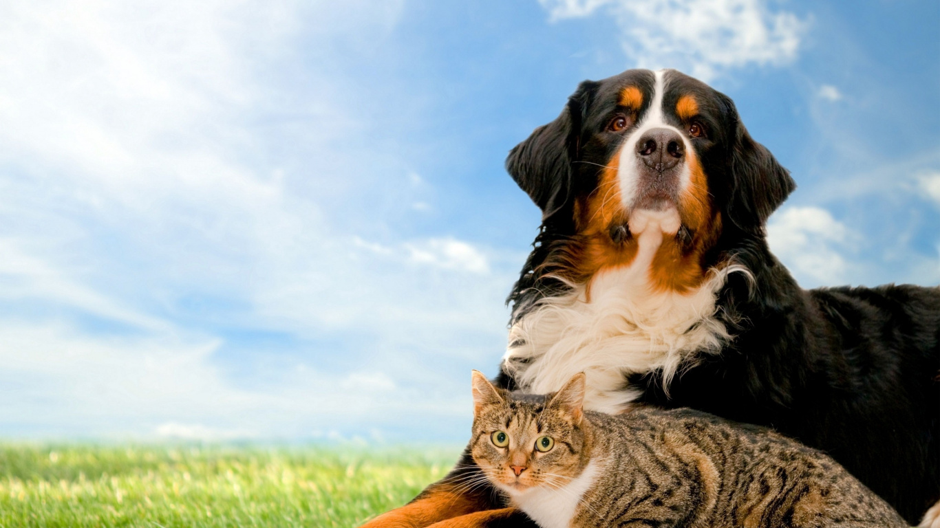 Brown White and Black Long Coated Dog Lying on Green Grass Field During Daytime. Wallpaper in 1366x768 Resolution