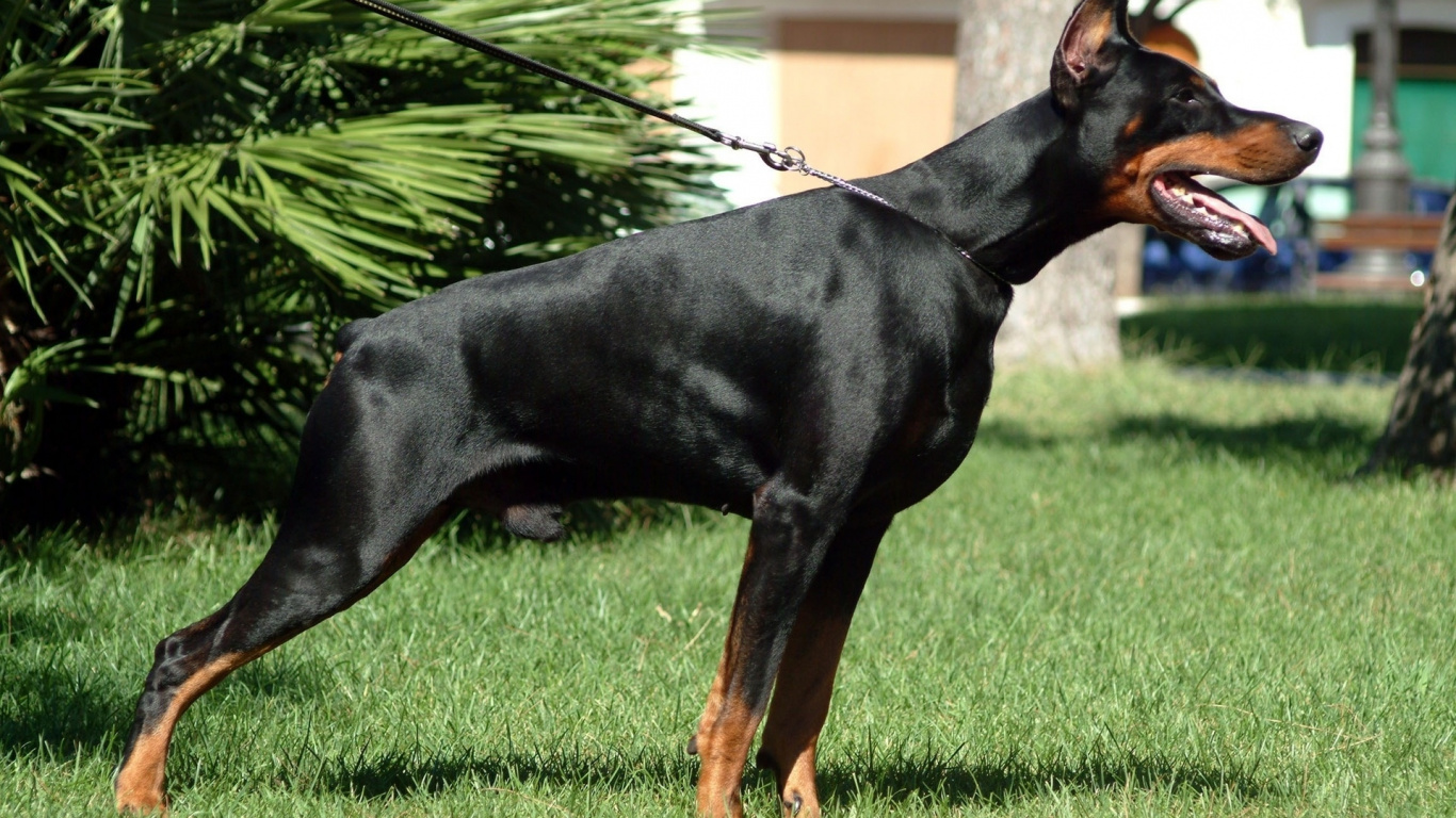 Doberman Pinscher Noir et Feu Sur Terrain D'herbe Verte Pendant la Journée. Wallpaper in 1366x768 Resolution