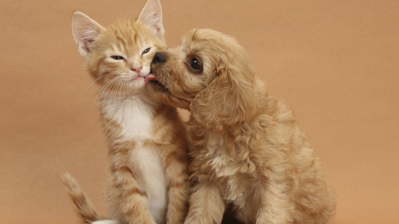 Cats and Dogs Cute, Puppy, Kitten, Ragdoll, Maine Coon. Wallpaper in 1280x720 Resolution