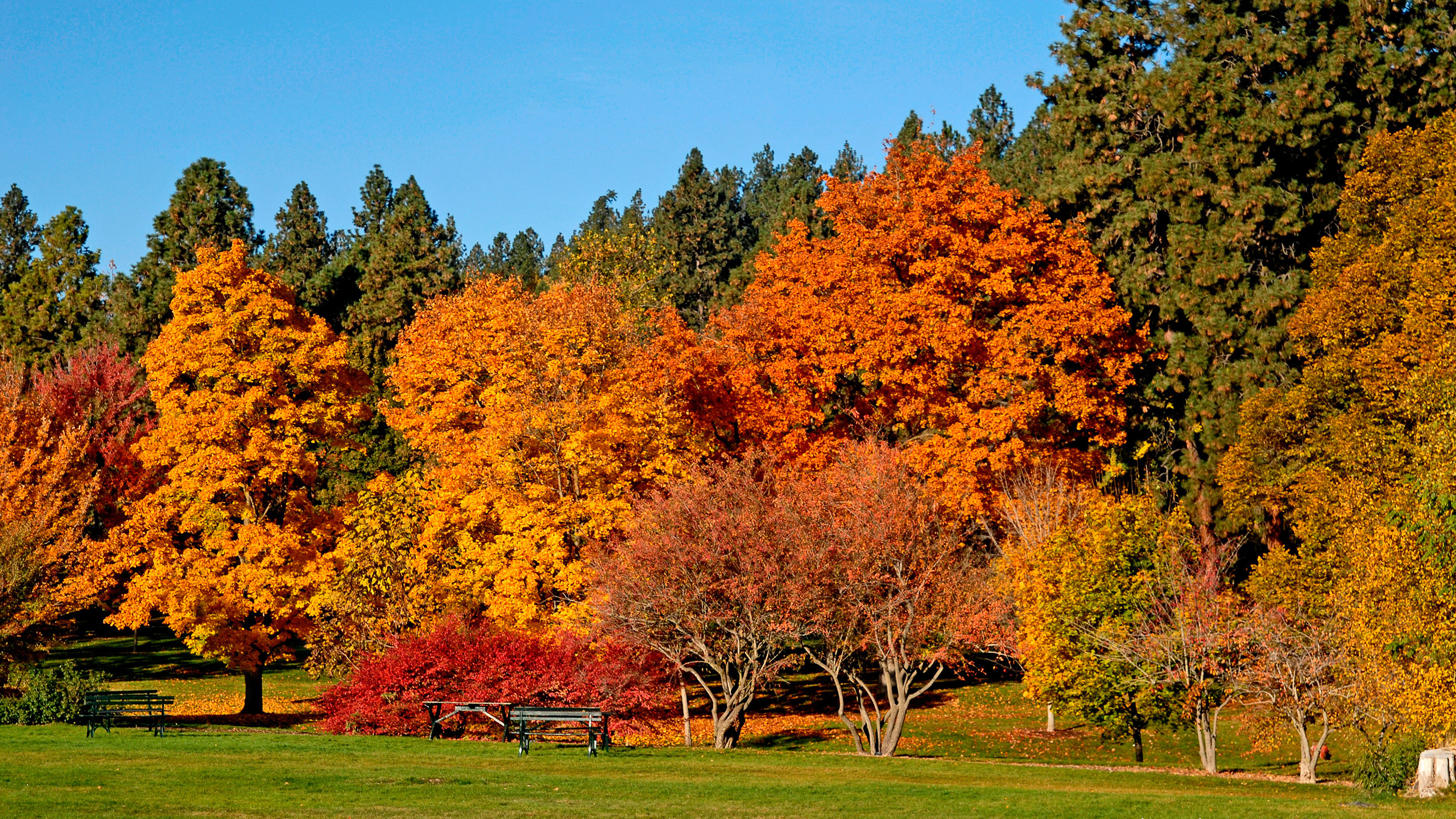 Brown and Green Trees Under Blue Sky During Daytime. Wallpaper in 2560x1440 Resolution