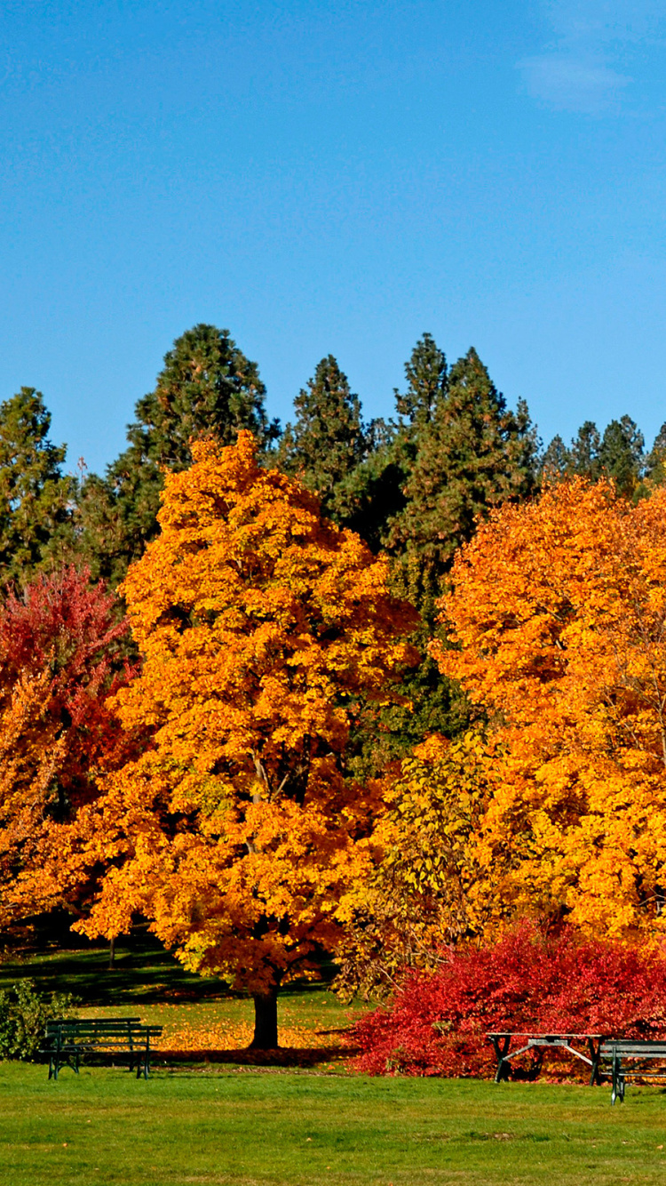 Brown and Green Trees Under Blue Sky During Daytime. Wallpaper in 750x1334 Resolution