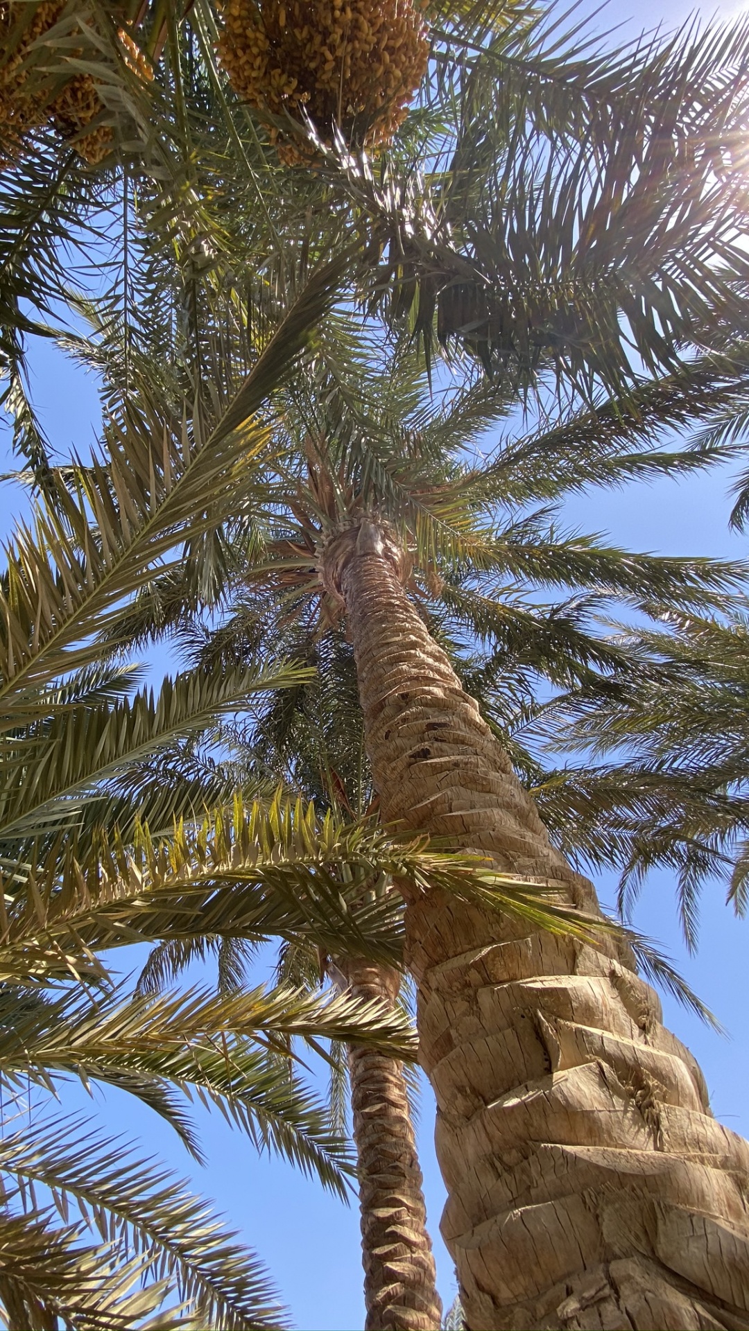 Vegetation, Plants, Coconut, Babassu, Science. Wallpaper in 1080x1920 Resolution