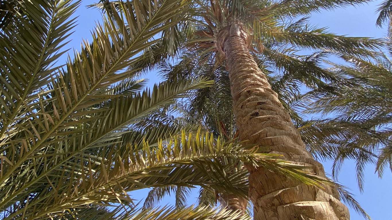 Vegetation, Plants, Coconut, Babassu, Science. Wallpaper in 1366x768 Resolution