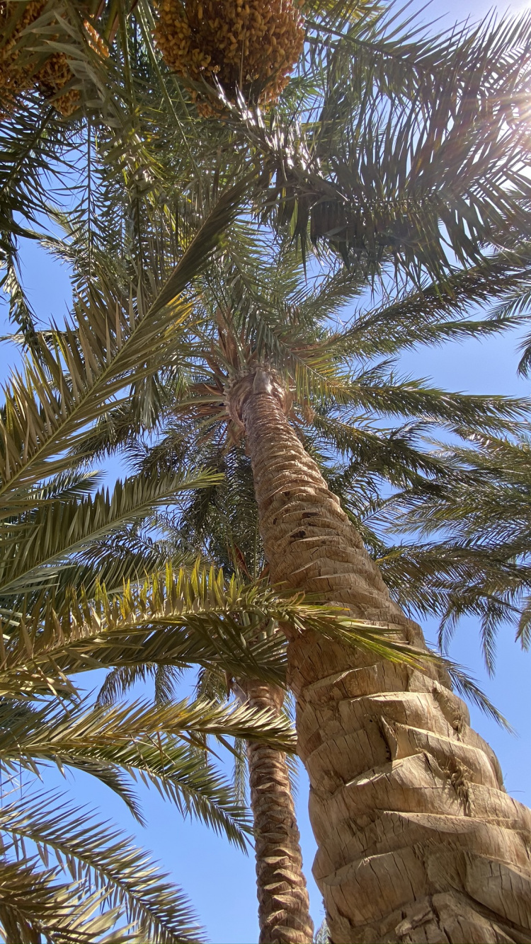 Vegetation, Plants, Coconut, Babassu, Science. Wallpaper in 750x1334 Resolution