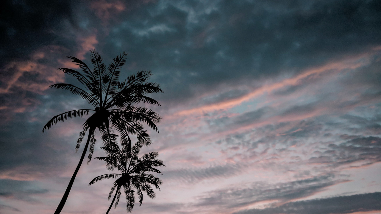 性质, 气氛, 天空, 棕榈树 壁纸 1280x720 允许