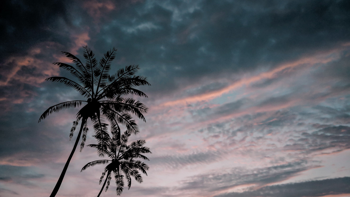 性质, 气氛, 天空, 棕榈树 壁纸 1366x768 允许
