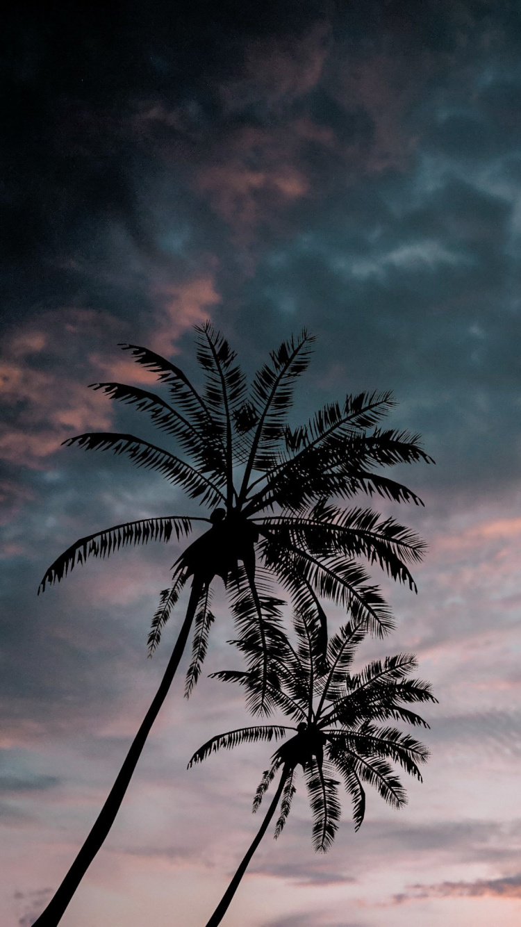 性质, 气氛, 天空, 棕榈树 壁纸 750x1334 允许