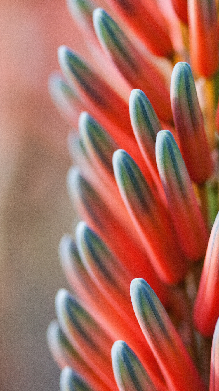 橙色, 颜色方案, 蓝绿色, 红色的, 绿色的 壁纸 750x1334 允许