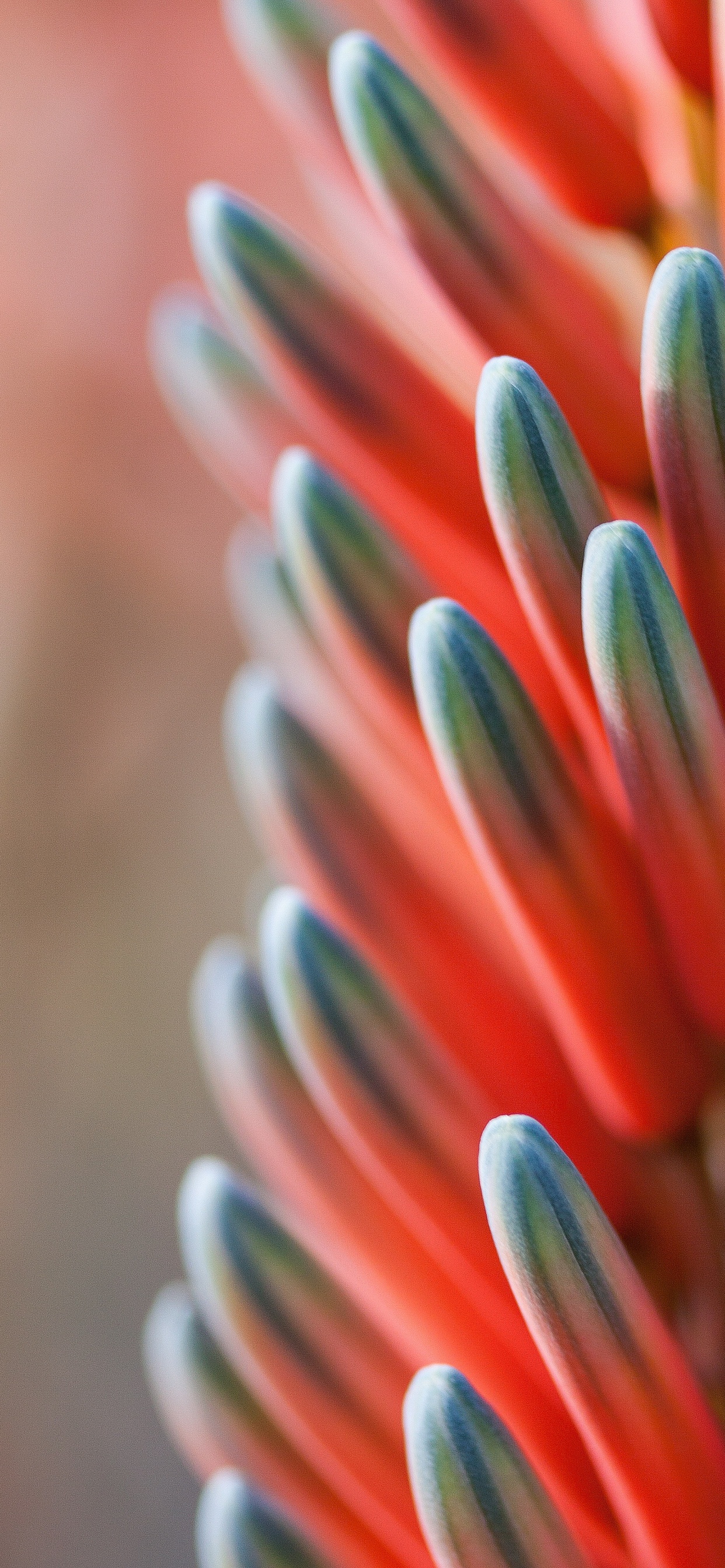 Fleur Orange Bleu Rouge, Blue, Orange, Schéma de Couleur, Bleu Vert. Wallpaper in 1242x2688 Resolution
