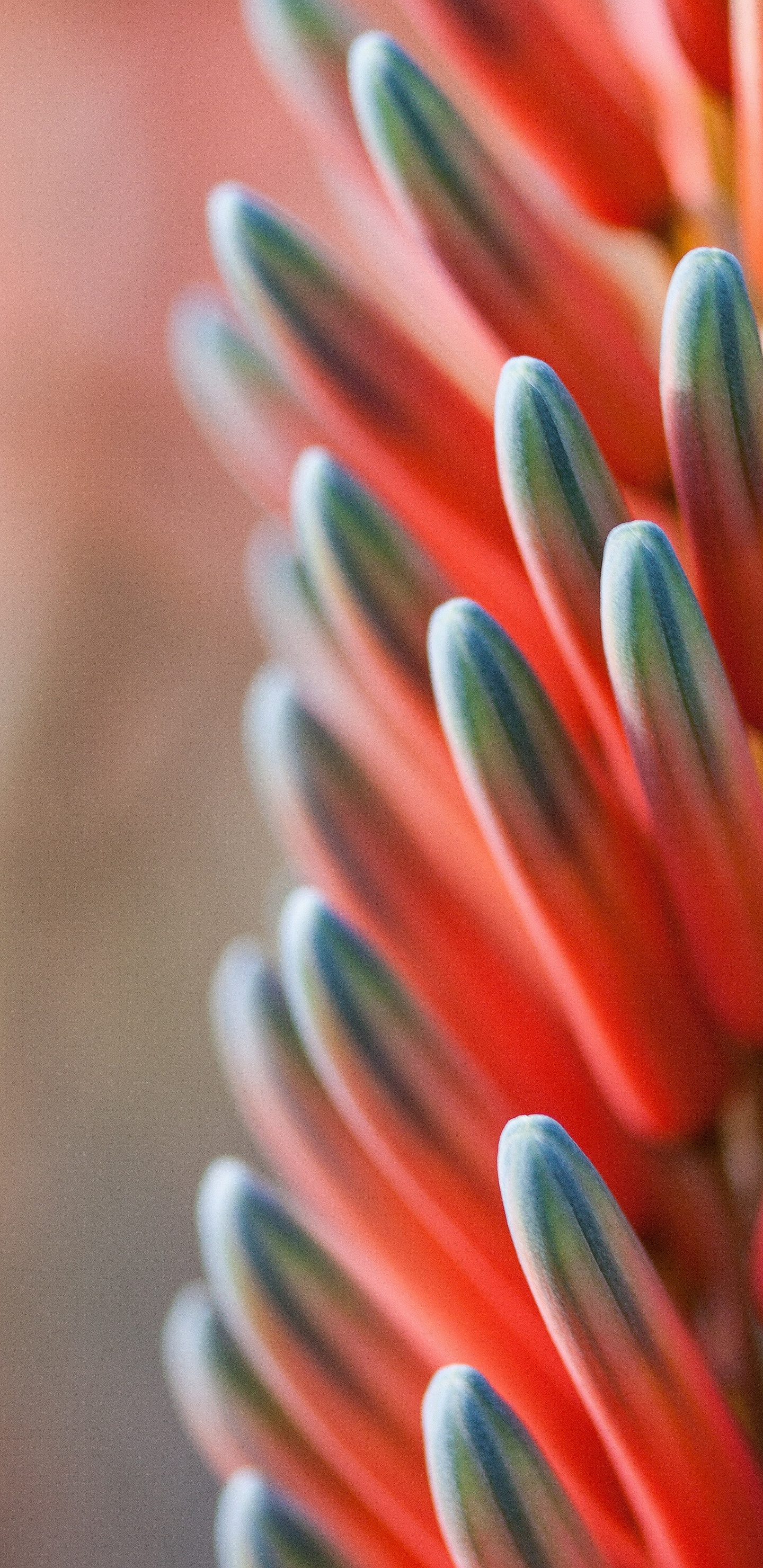 Fleur Orange Bleu Rouge, Blue, Orange, Schéma de Couleur, Bleu Vert. Wallpaper in 1440x2960 Resolution