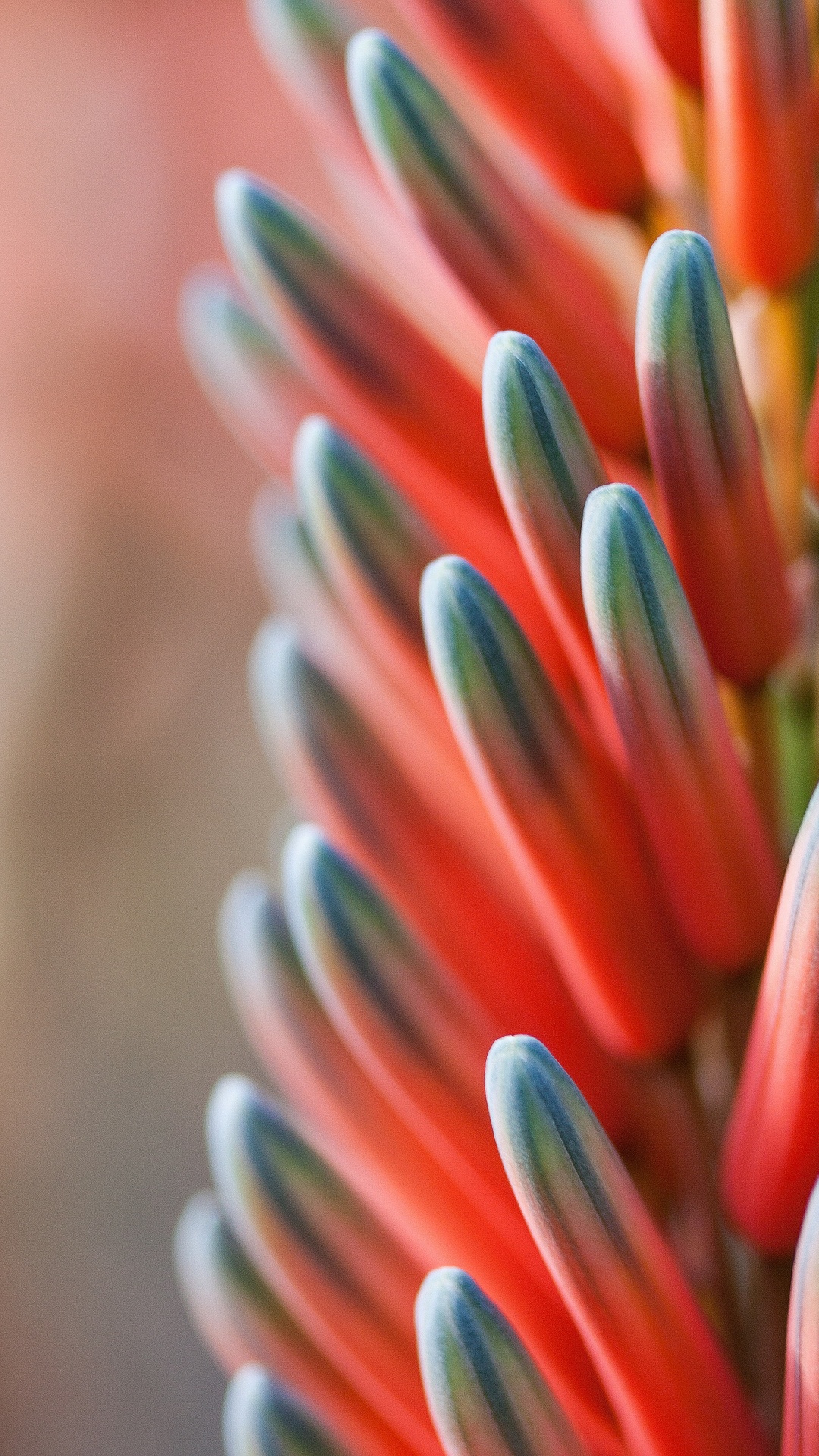 Red Blue Orange Flower, Blue, Flower, Orange, Color Scheme. Wallpaper in 1080x1920 Resolution