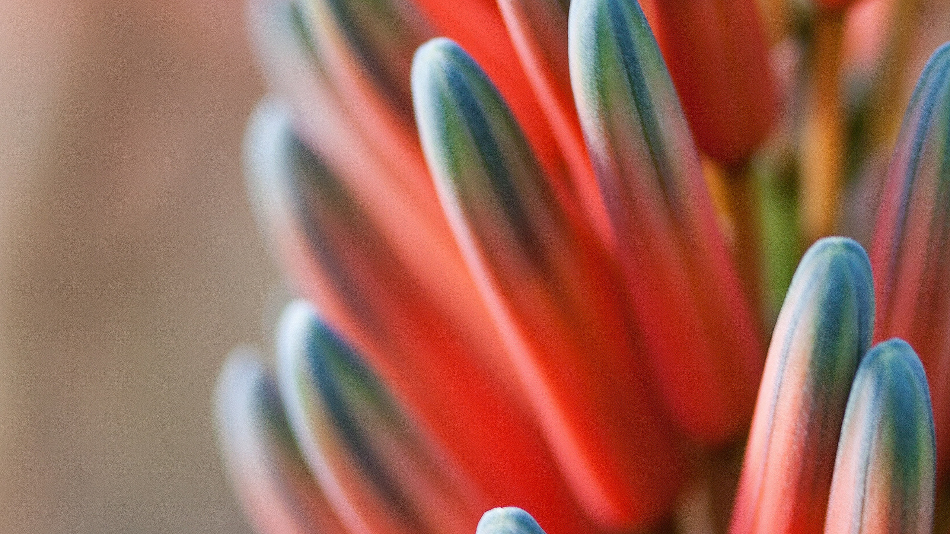 Red Blue Orange Flower, Blue, Flower, Orange, Color Scheme. Wallpaper in 1920x1080 Resolution