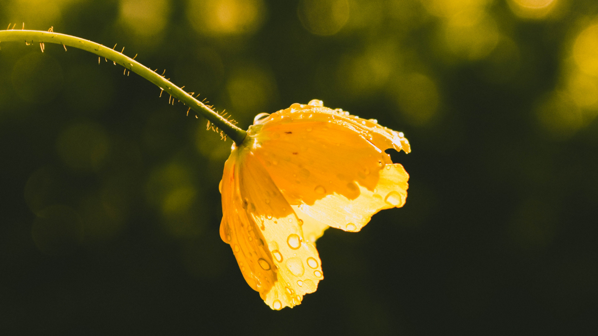 Yellow Leaf in Tilt Shift Lens. Wallpaper in 1920x1080 Resolution