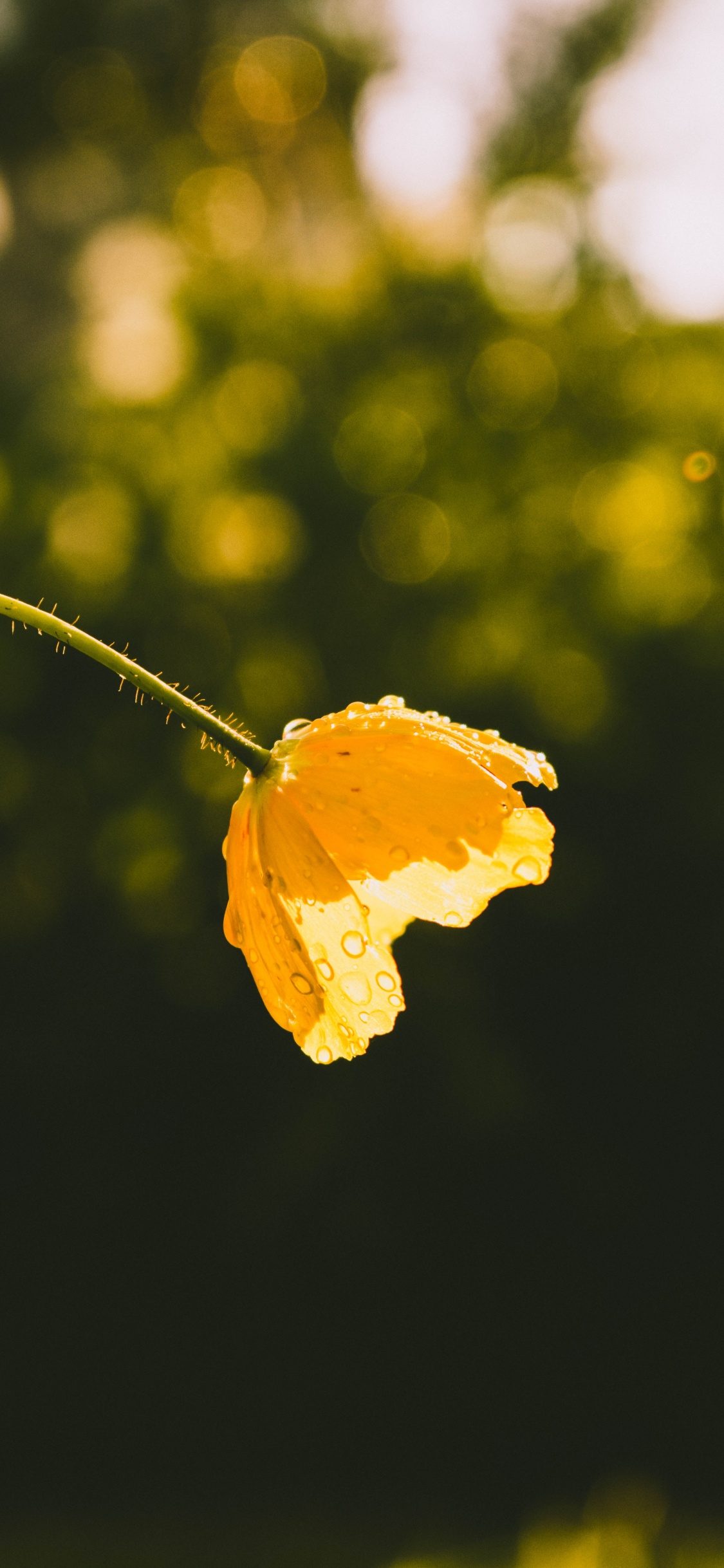 Feuille Jaune Dans L'objectif à Basculement. Wallpaper in 1125x2436 Resolution