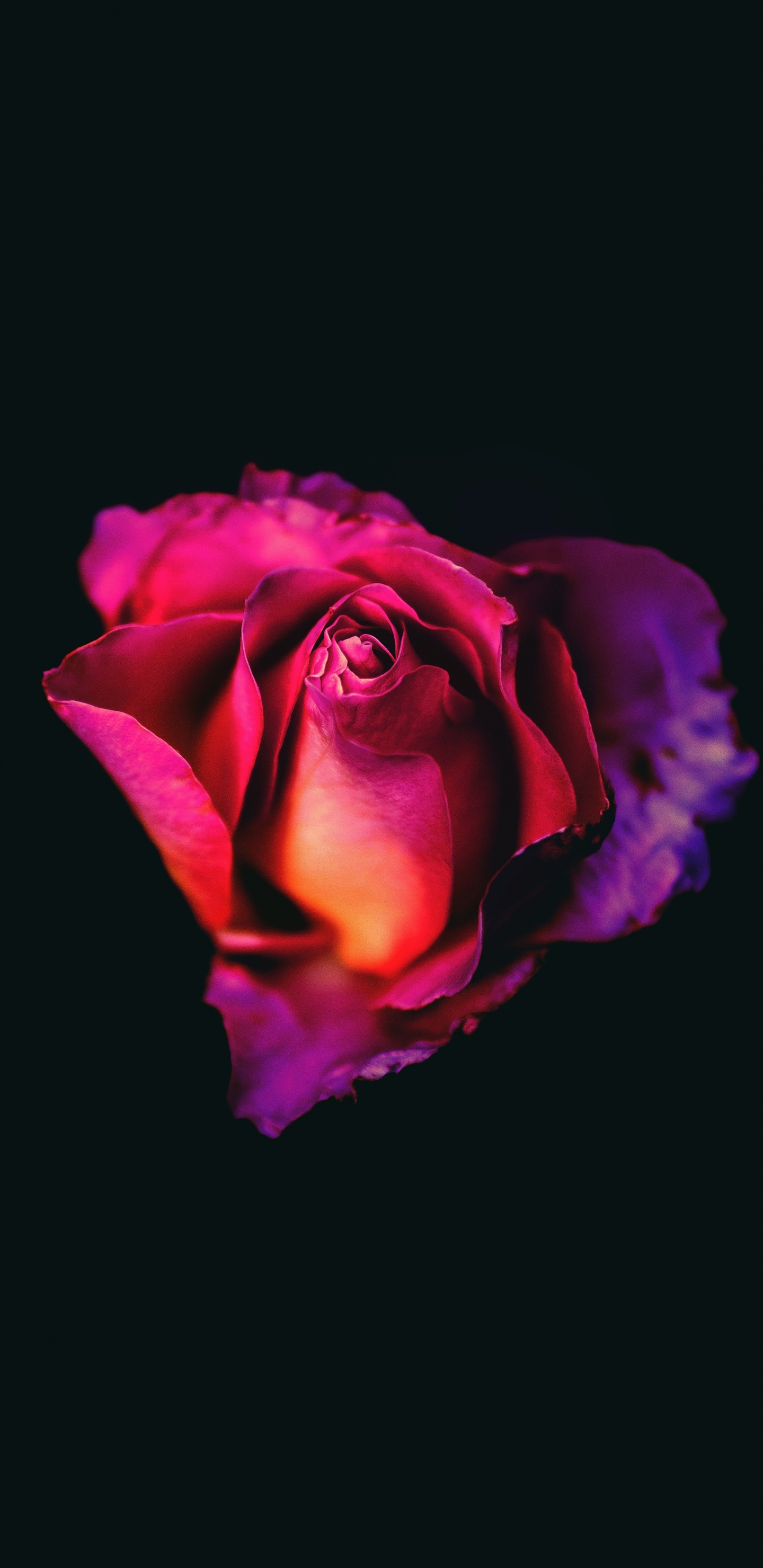 Rose Rose Sur Fond Noir. Wallpaper in 1440x2960 Resolution