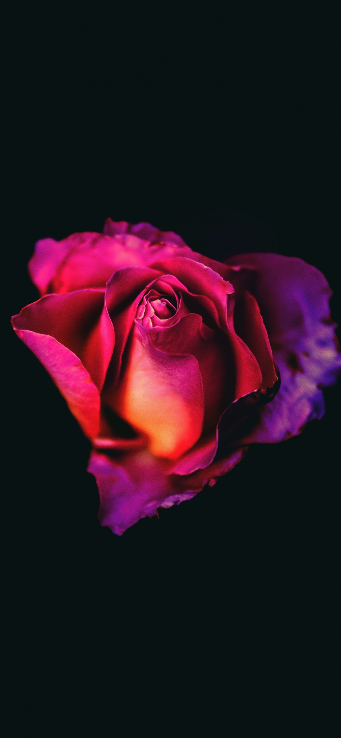 Pink Rose in Black Background. Wallpaper in 1125x2436 Resolution