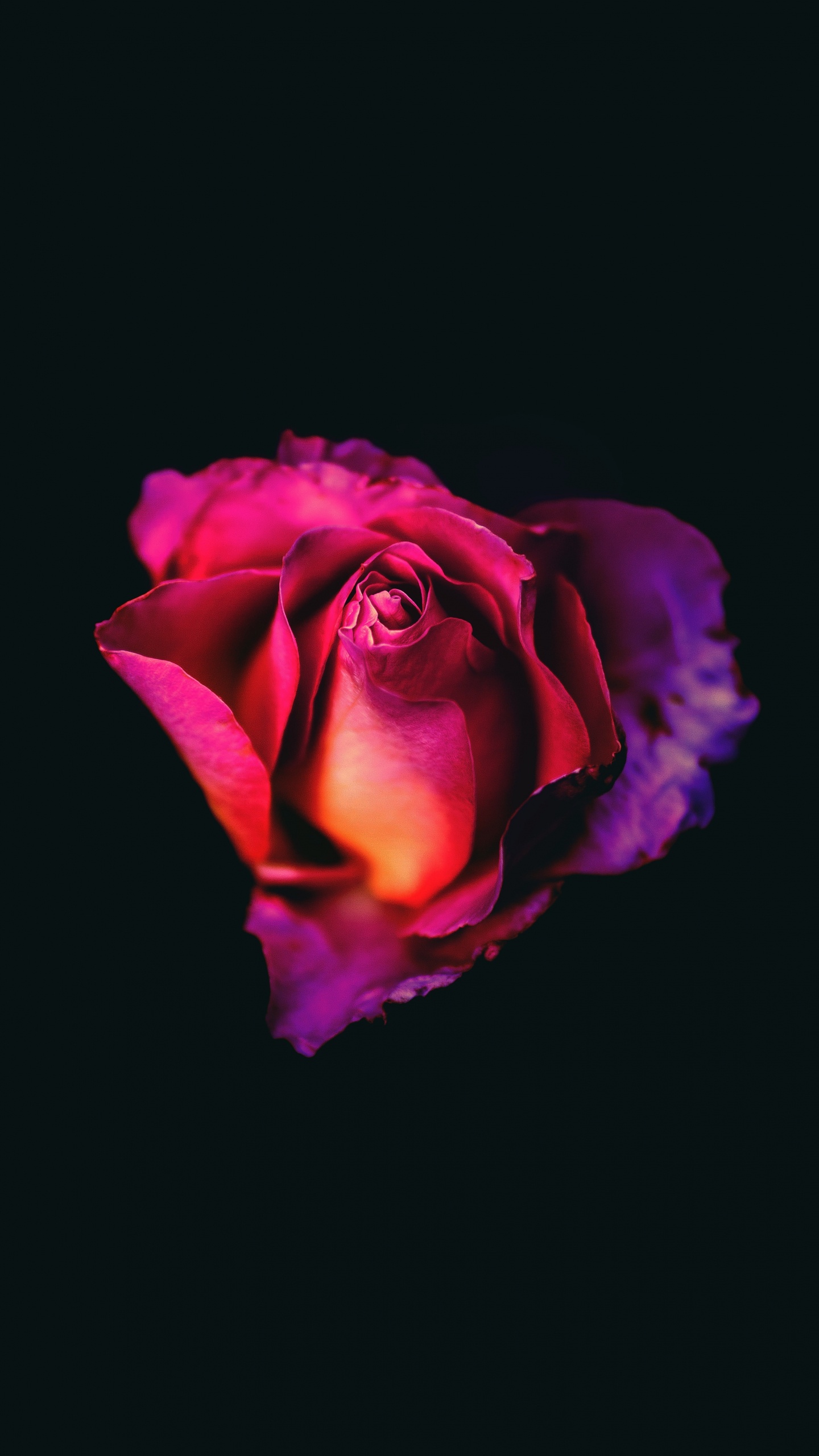 Pink Rose in Black Background. Wallpaper in 1440x2560 Resolution