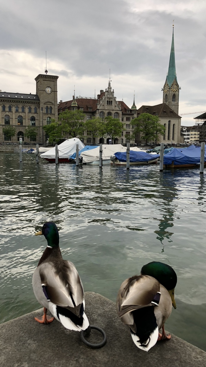 Fraumnster, Canard, Eau, la Sauvagine, Les Oiseaux D'eau. Wallpaper in 720x1280 Resolution