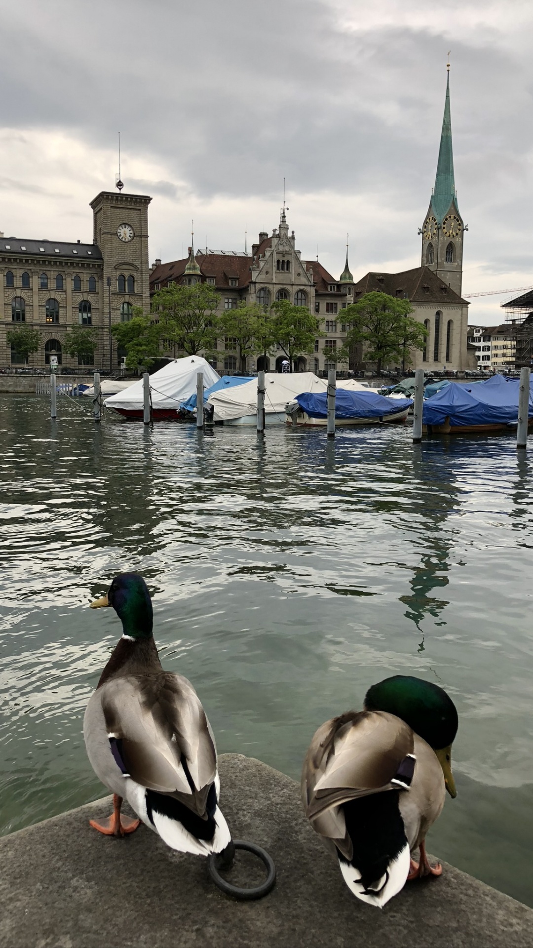 Fraumnster, Ente, Wasser, Wasservogel, Tourismus. Wallpaper in 1080x1920 Resolution