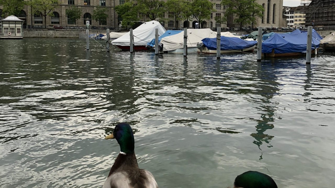 Fraumnster, Ente, Wasser, Wasservogel, Tourismus. Wallpaper in 1280x720 Resolution