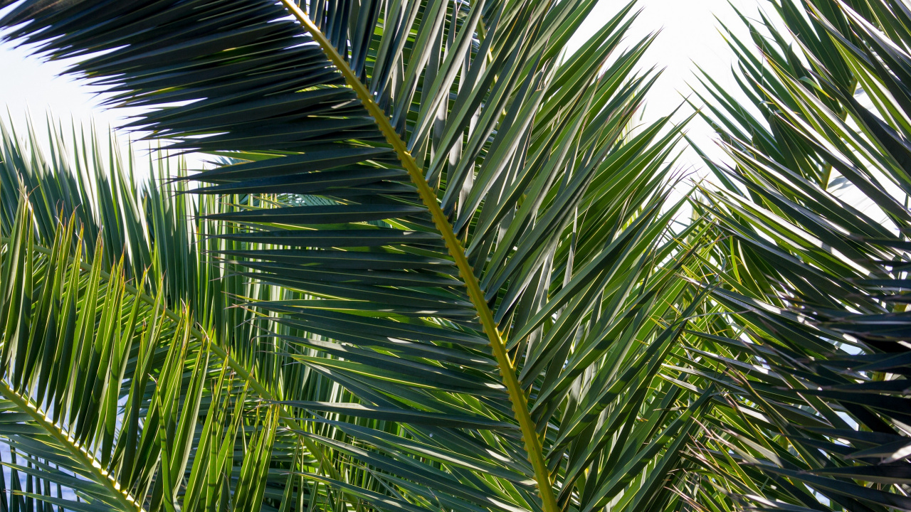 Tagsüber Grüne Palme Unter Weißem Himmel. Wallpaper in 1280x720 Resolution