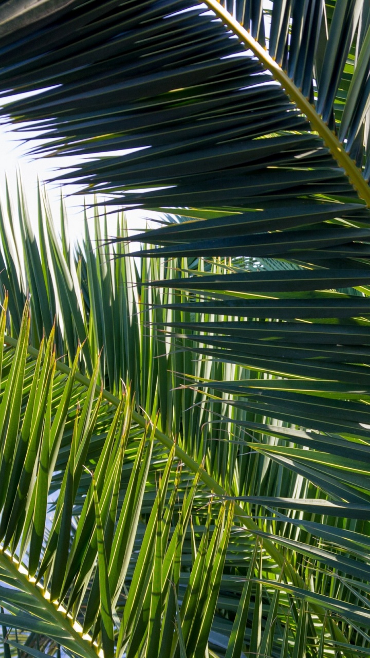 Palmera Verde Bajo un Cielo Blanco Durante el Día. Wallpaper in 720x1280 Resolution