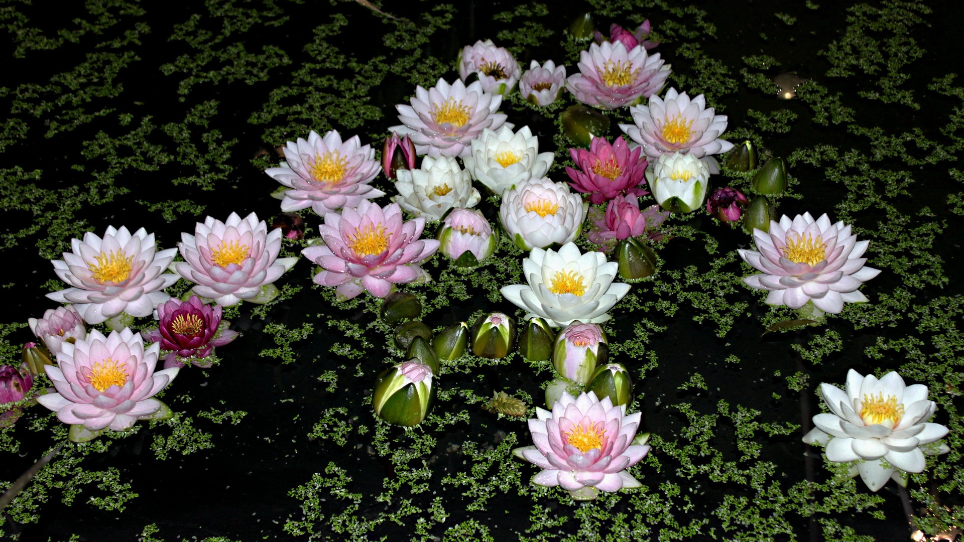 Lila Und Weiße Blumen Auf Schwarzem Textil. Wallpaper in 1920x1080 Resolution