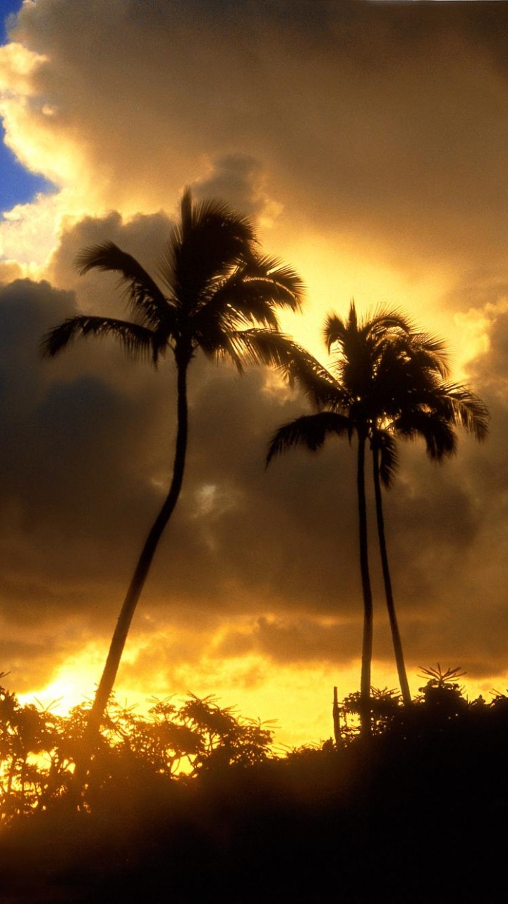 Silhouette of Palm Trees During Sunset. Wallpaper in 720x1280 Resolution