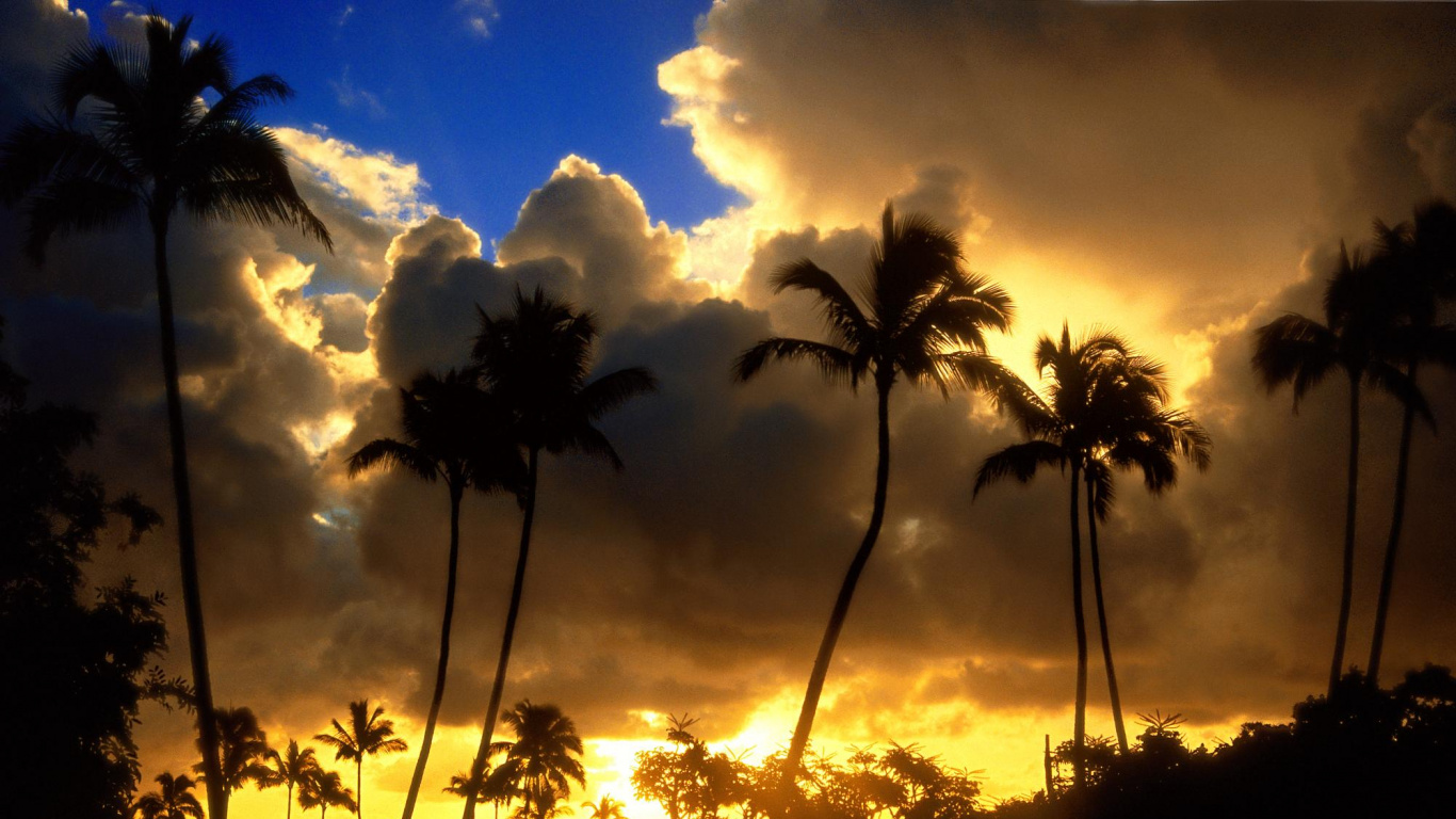 Silhouette Von Palmen Bei Sonnenuntergang. Wallpaper in 1366x768 Resolution