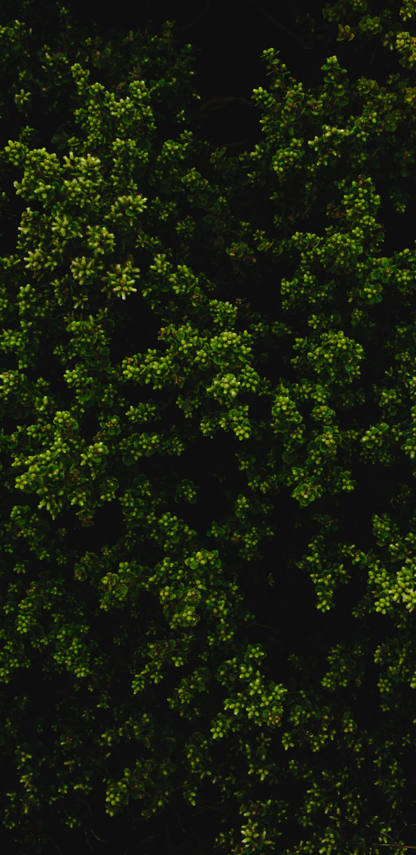 Feuilles Vertes Sur Fond Noir. Wallpaper in 1440x2960 Resolution