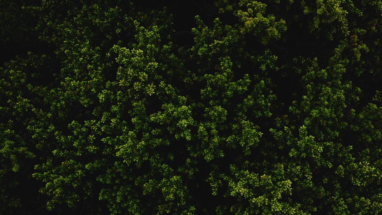 Green Leaves on Black Background. Wallpaper in 1280x720 Resolution