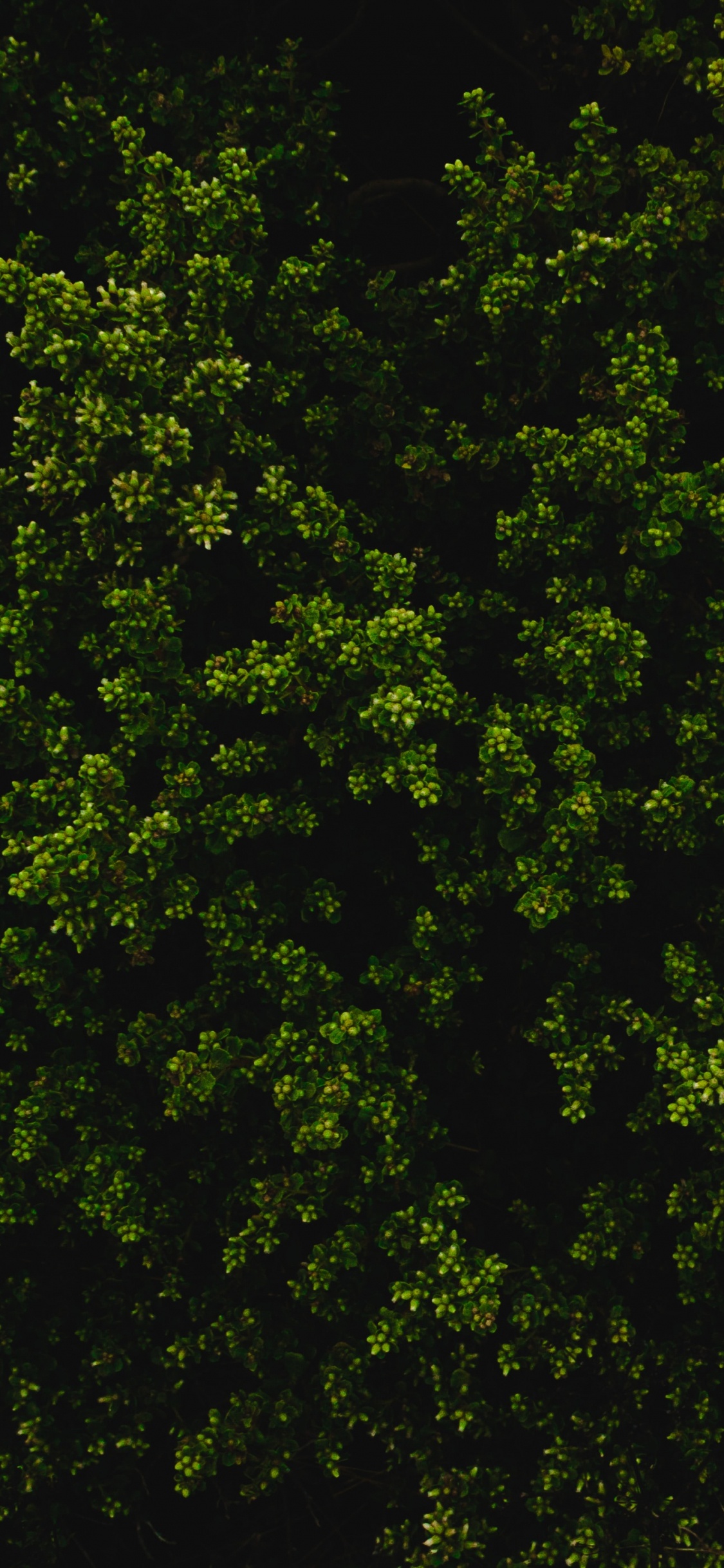 Grüne Blätter Auf Schwarzem Hintergrund. Wallpaper in 1125x2436 Resolution