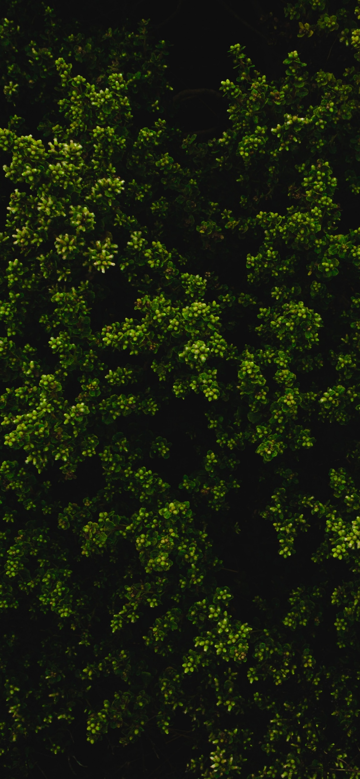 Hojas Verdes Sobre Fondo Negro. Wallpaper in 1242x2688 Resolution