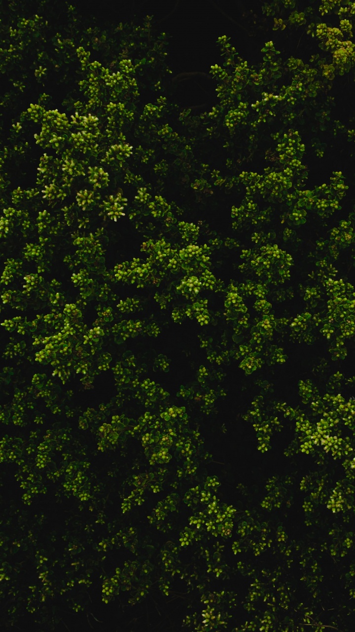 Hojas Verdes Sobre Fondo Negro. Wallpaper in 720x1280 Resolution