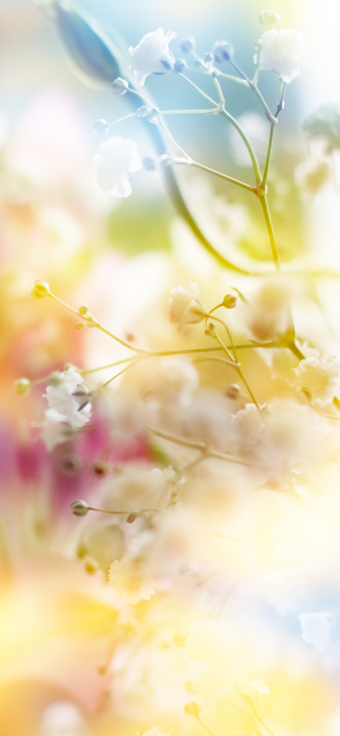 Pétalos de Flores Amarillas y Rosadas. Wallpaper in 1125x2436 Resolution