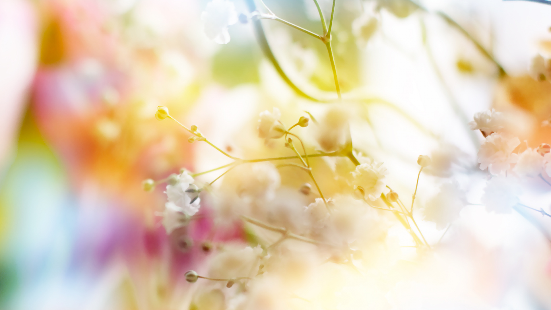 Pétales de Fleurs Jaunes et Roses. Wallpaper in 1920x1080 Resolution