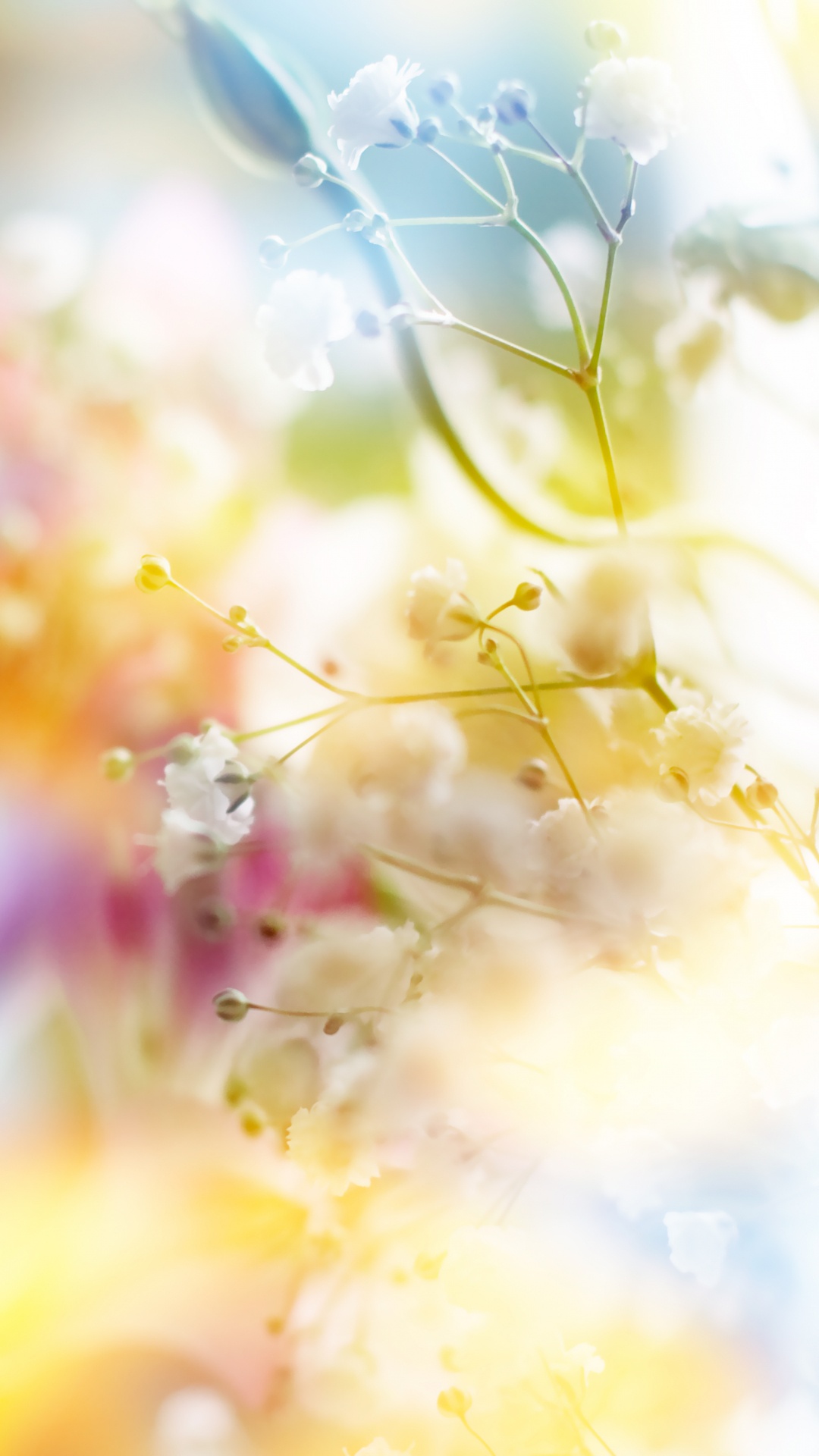 Yellow and Pink Flower Petals. Wallpaper in 1080x1920 Resolution