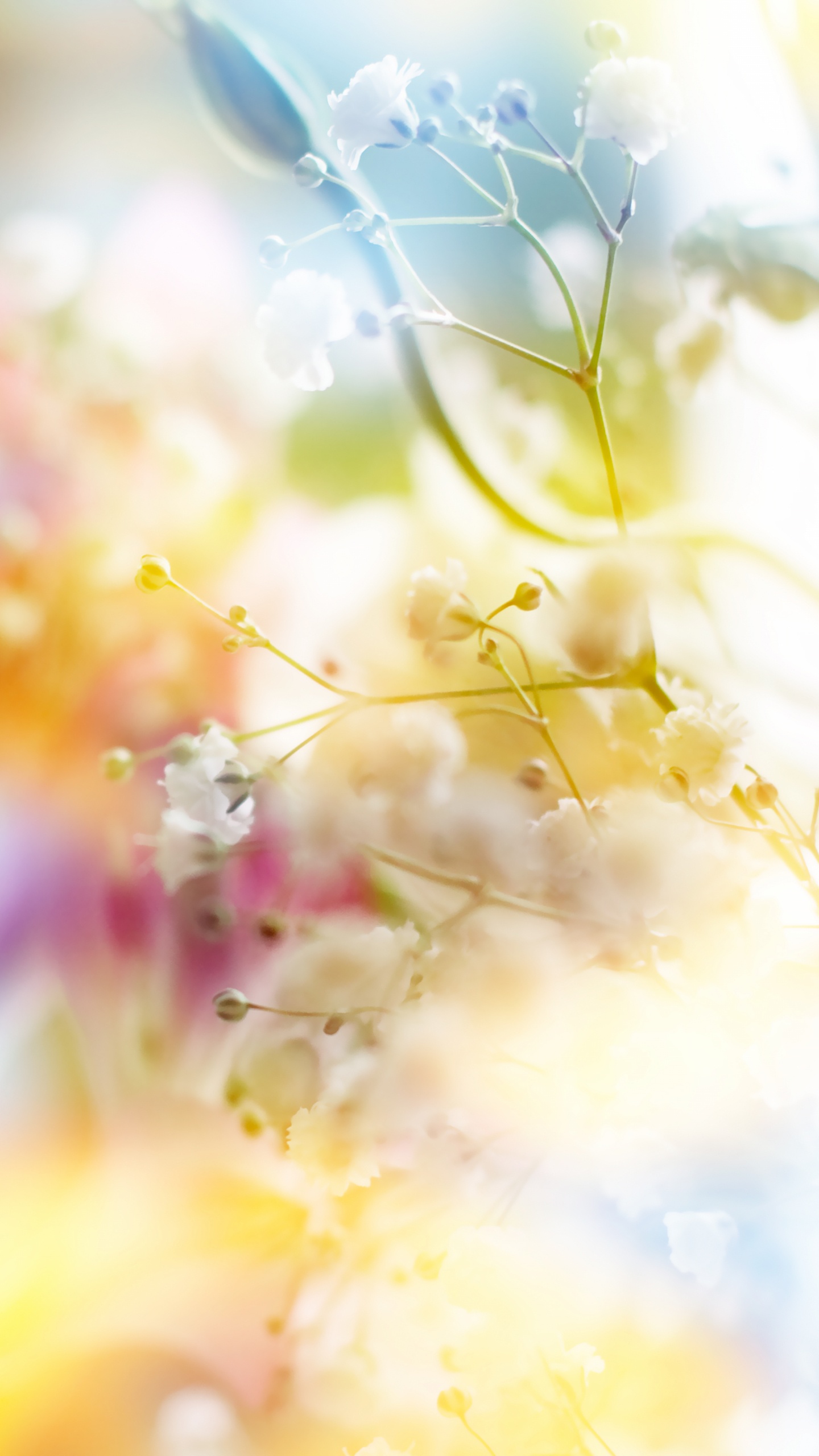 Gelbe Und Rosa Blütenblätter. Wallpaper in 1440x2560 Resolution