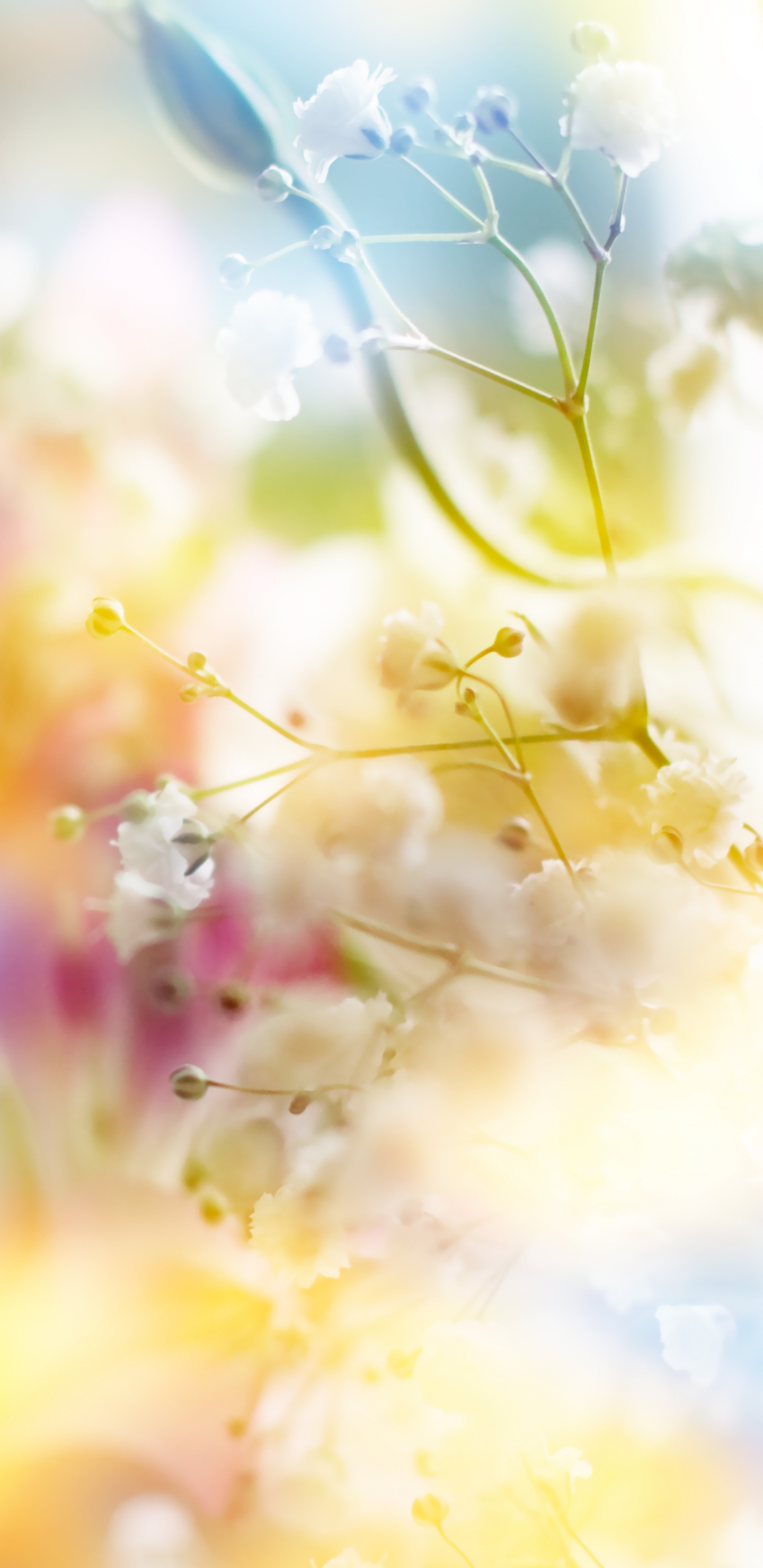 Gelbe Und Rosa Blütenblätter. Wallpaper in 1440x2960 Resolution