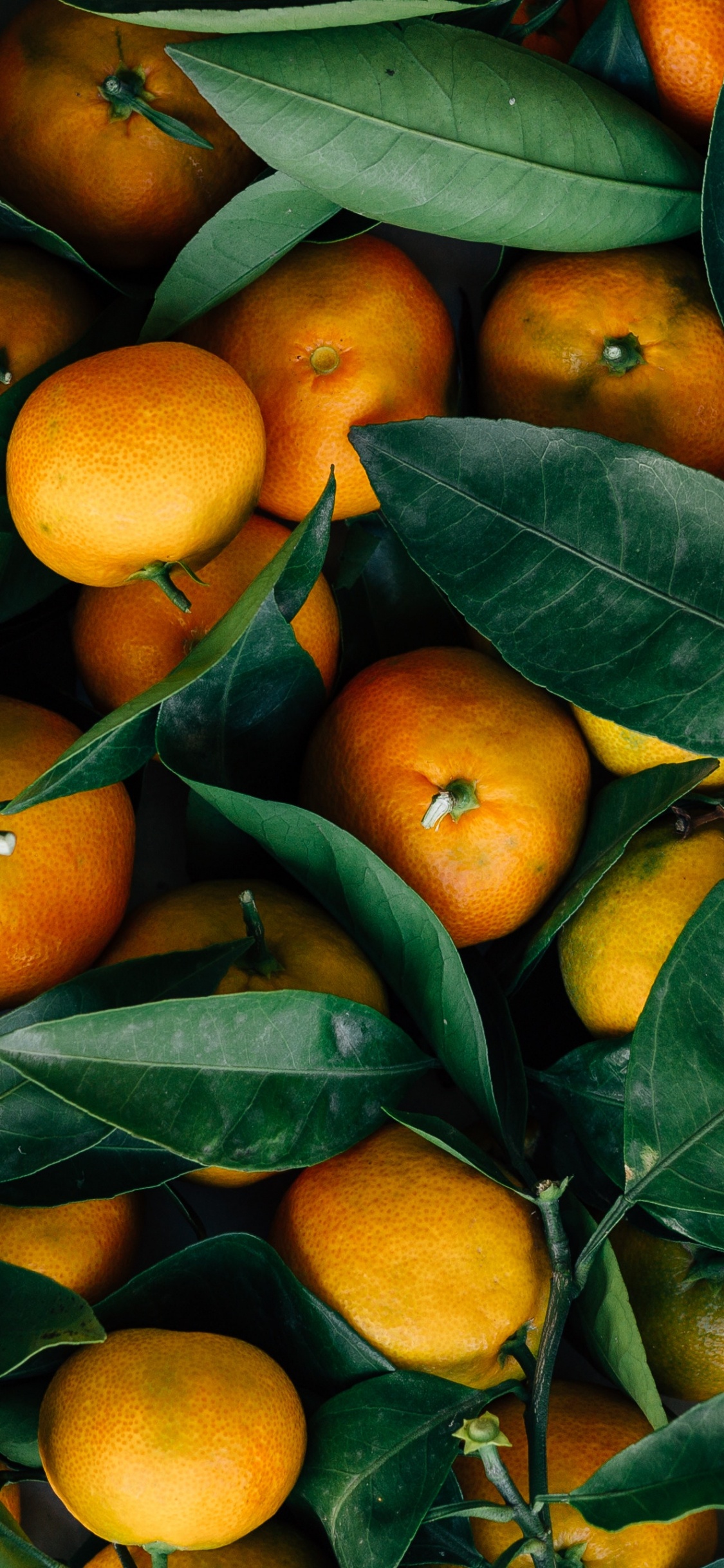 Fruits Orange Sur Feuilles Vertes. Wallpaper in 1125x2436 Resolution