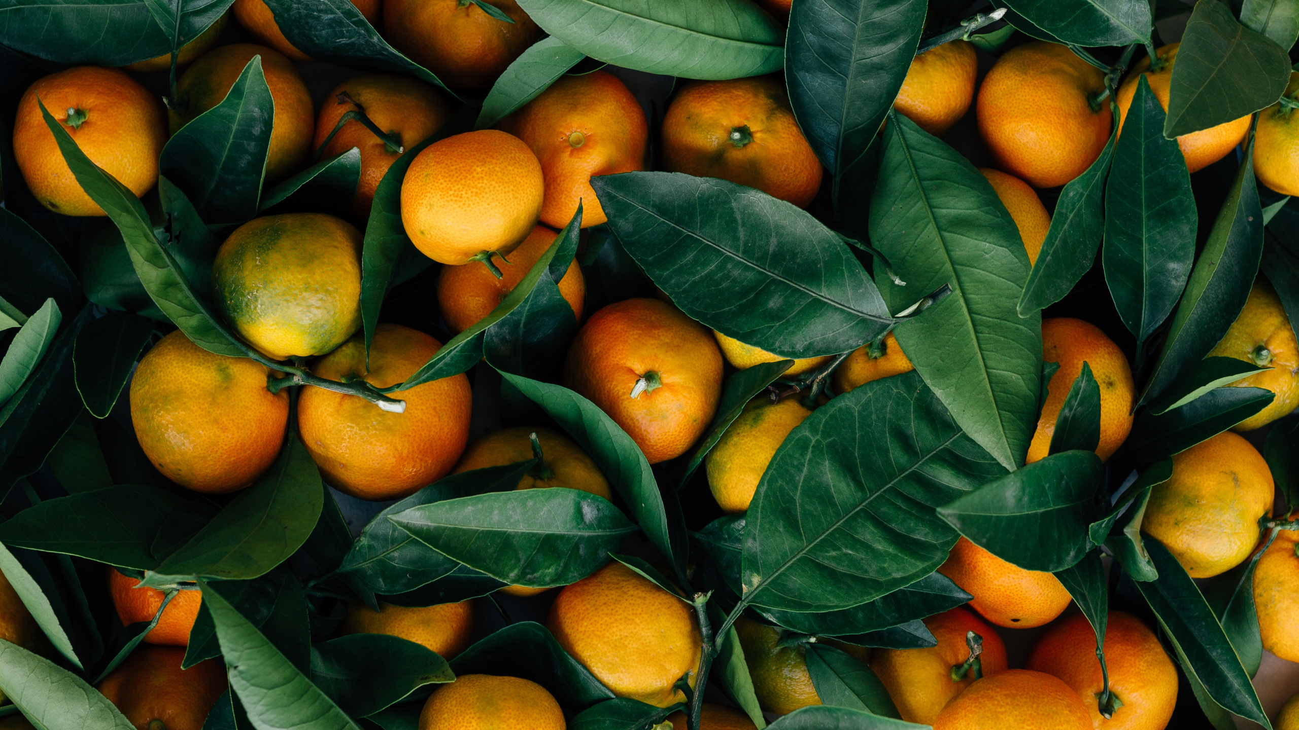 Fruits Orange Sur Feuilles Vertes. Wallpaper in 2560x1440 Resolution