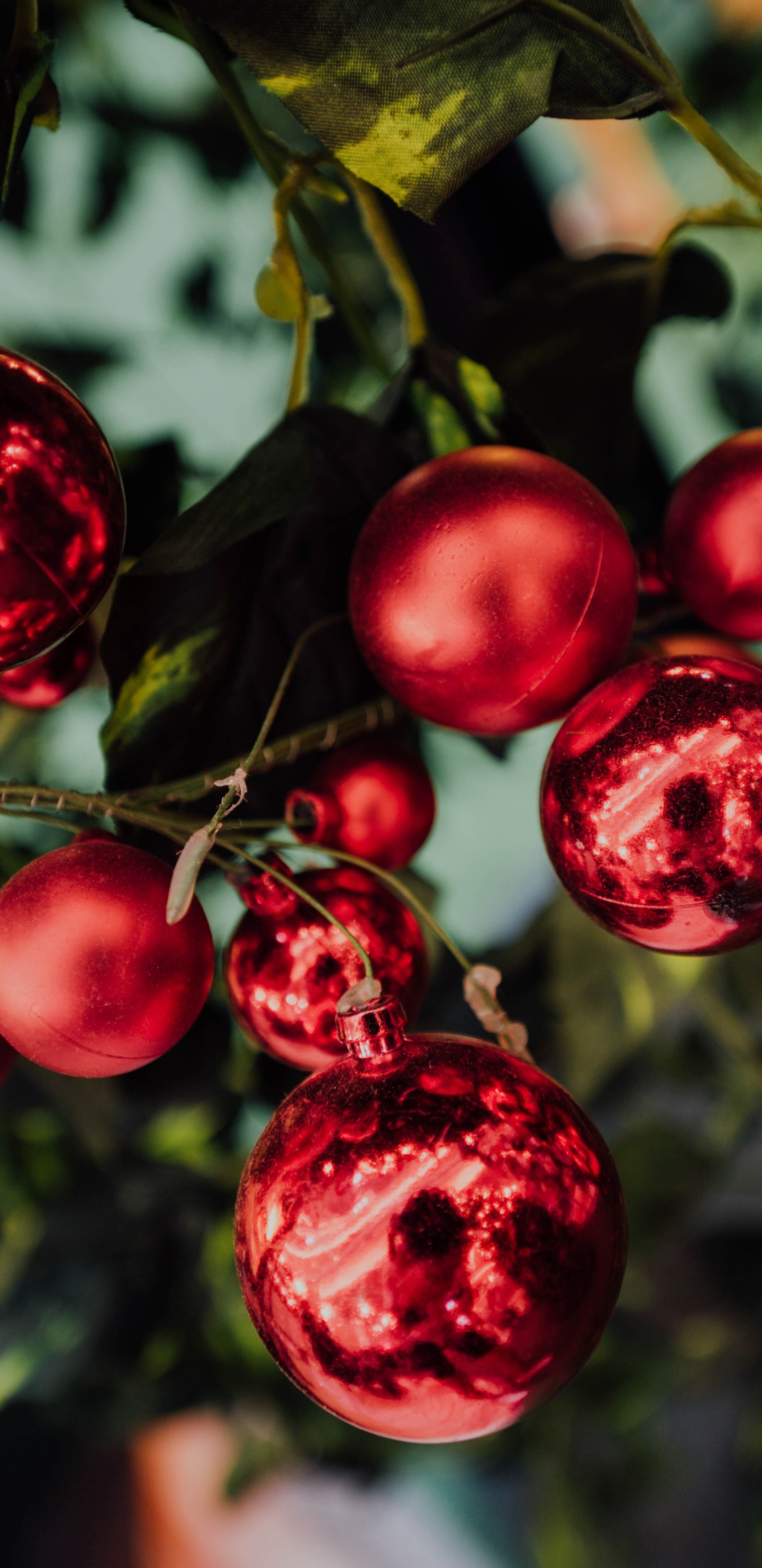 Fruits Ronds Rouges en Photographie Rapprochée. Wallpaper in 1440x2960 Resolution