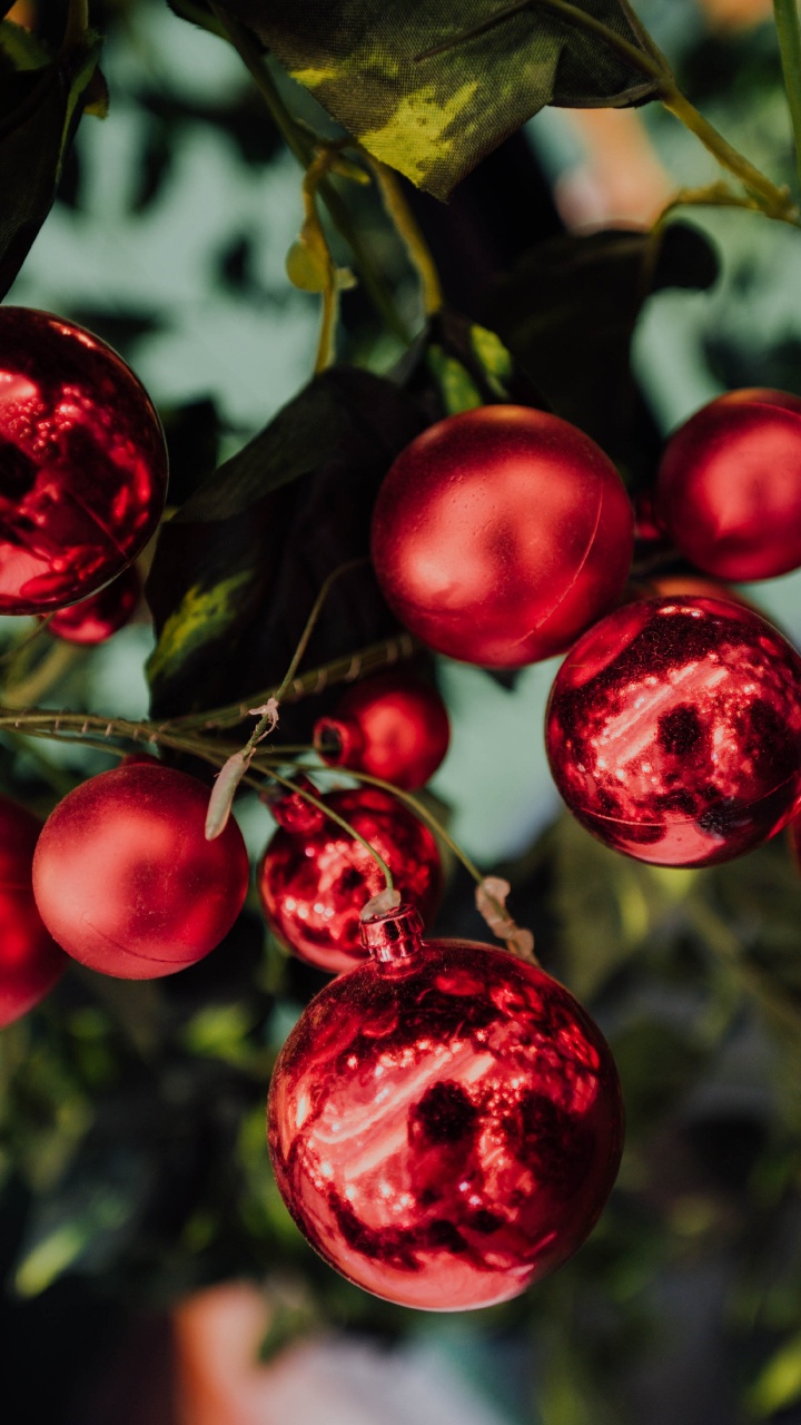 Red Round Fruits in Close up Photography. Wallpaper in 720x1280 Resolution